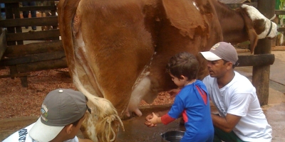 Fazendinha - Tirando leite da Vaca em plena São Paulo, Brasil