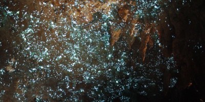 Waitomo Gloworm Cave Nova Zelandia